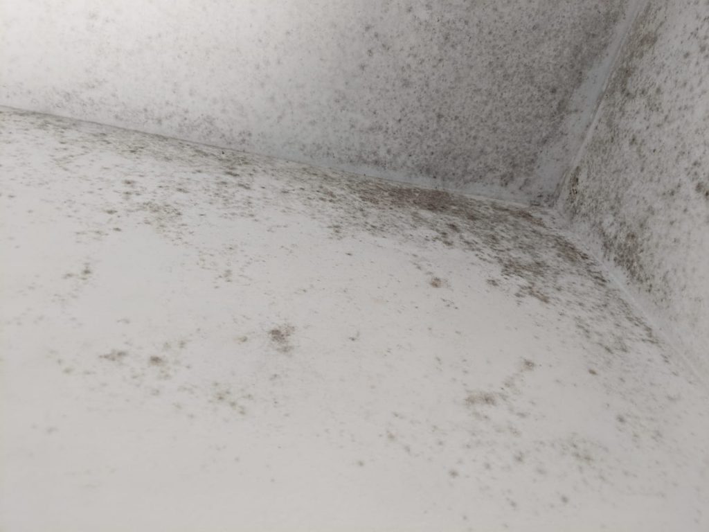 Why mould makes you sick and what steps to take next