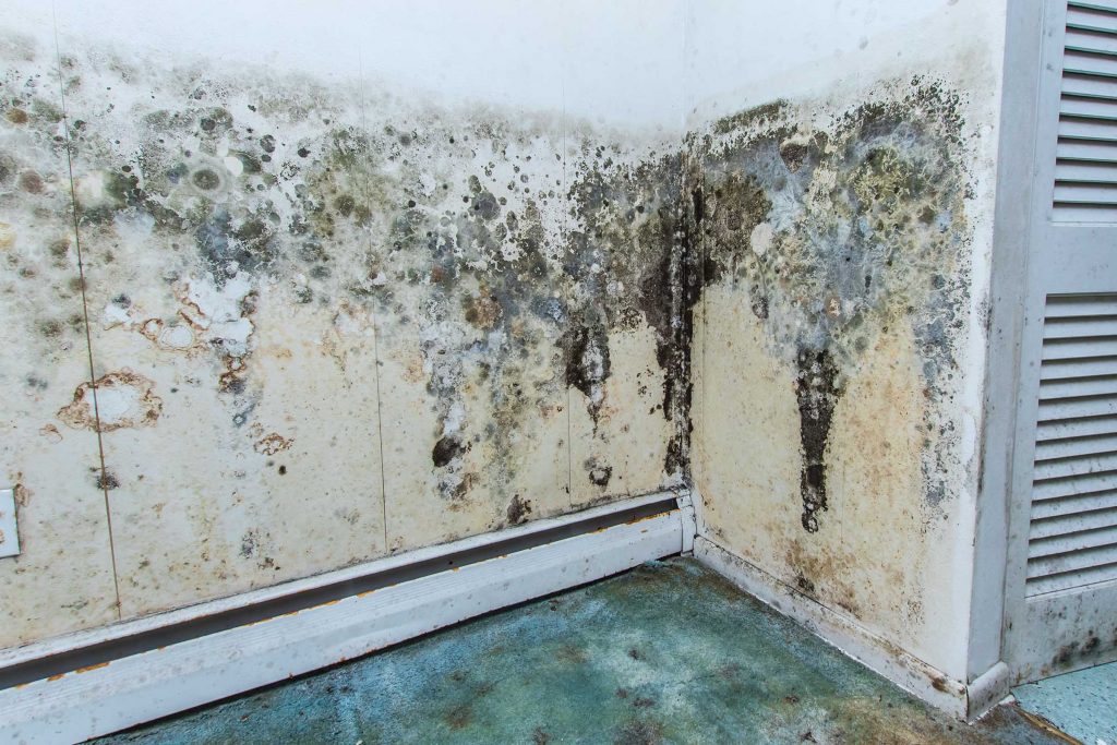 Mould growing everywhere inside a residential property