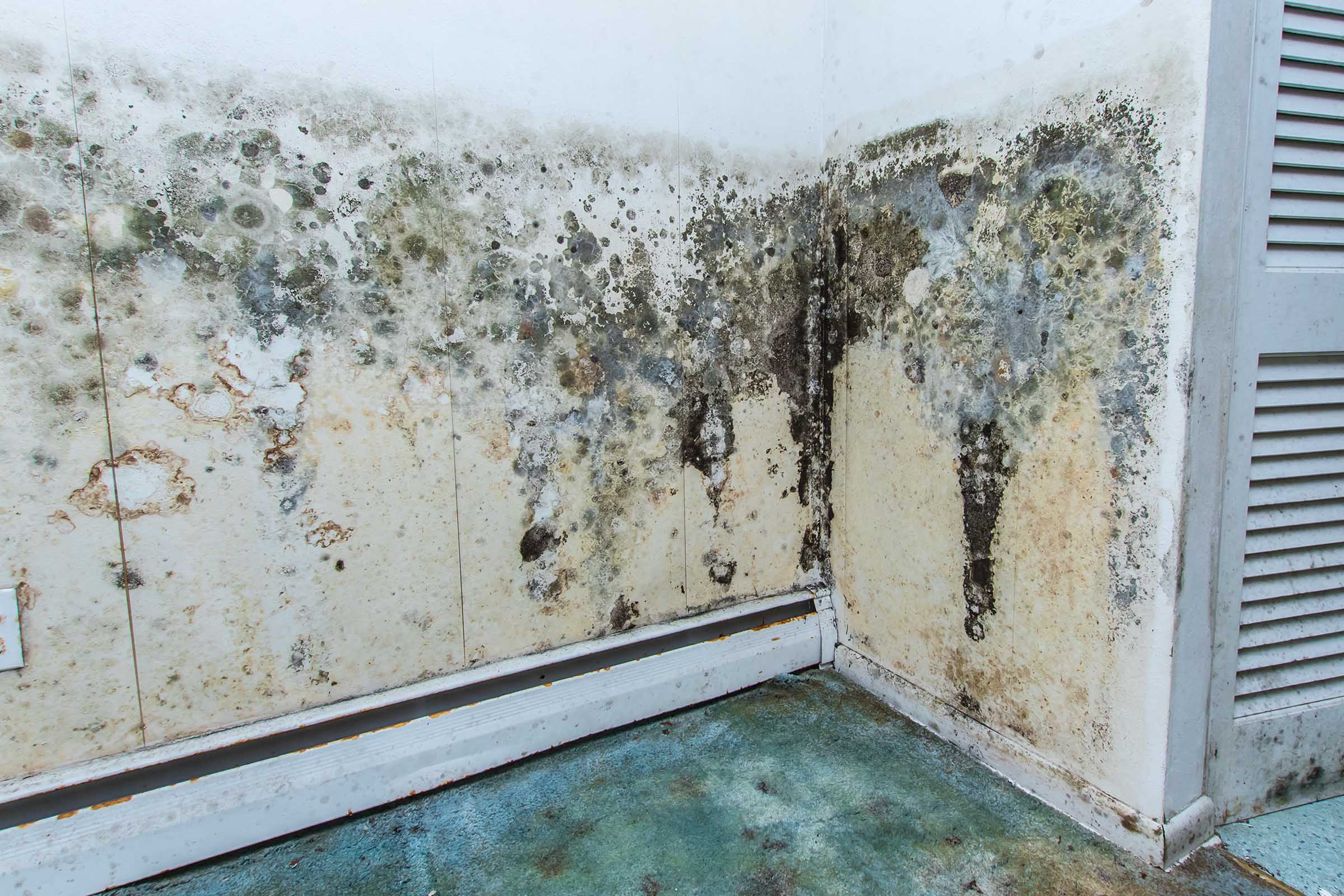Mould Inspections Templestowe Lower 3107