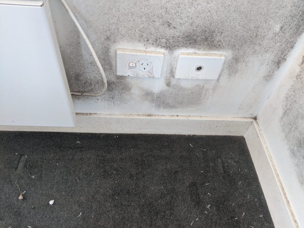 Mould Clean up in Wantirna